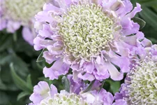Scabiosa columbaria 'Pink Mist'