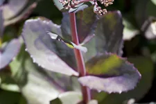 Sedum hybridum 'Matrona'