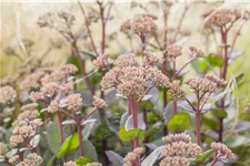 Sedum hybridum 'Matrona'