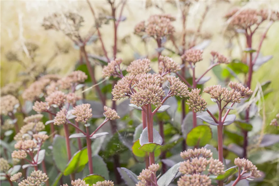 Sedum hybridum 'Matrona'