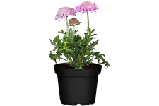 Scabiosa columbaria 'Pink Mist'