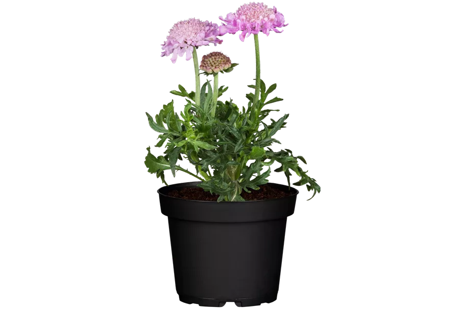 Scabiosa columbaria 'Pink Mist'