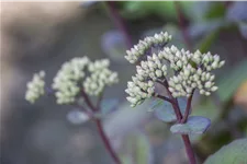 Sedum hybridum 'Matrona'