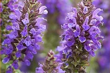 Salvia nemorosa 'Marcus'®