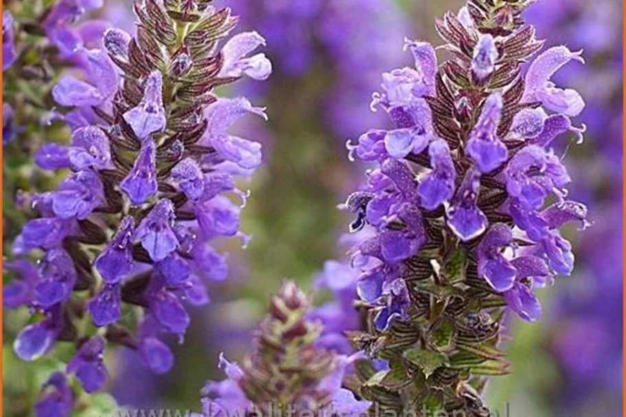 Salvia nemorosa 'Marcus'®