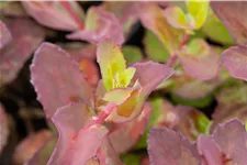 Sedum hybridum 'Matrona'