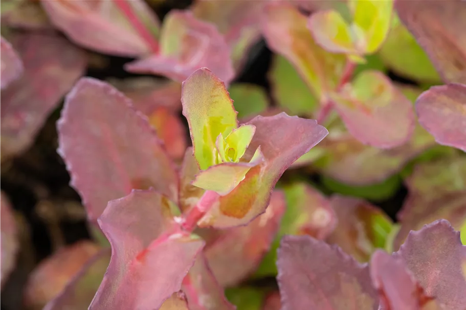 Sedum hybridum 'Matrona'
