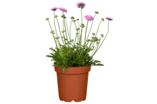 Scabiosa columbaria 'Pink Mist'