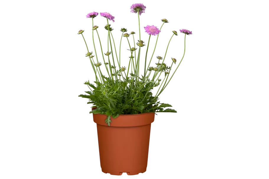 Scabiosa columbaria 'Pink Mist'