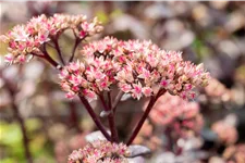Sedum hybridum 'Matrona'