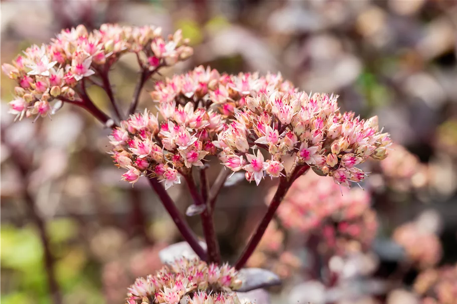 Sedum hybridum 'Matrona'