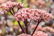 Sedum hybridum 'Matrona'