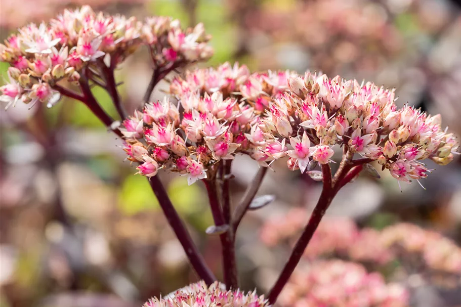 Sedum hybridum 'Matrona'