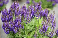 Salvia nemorosa 'Marcus'®