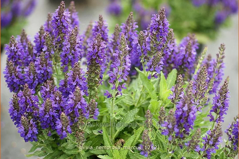 Salvia nemorosa 'Marcus'®