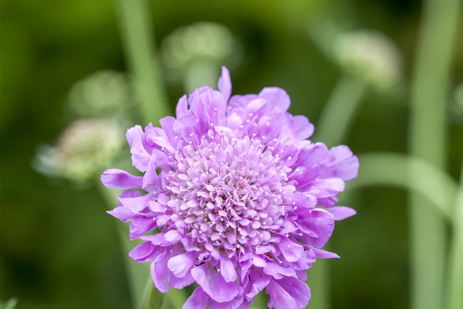 Scabiosa columbaria 'Pink Mist'