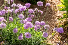 Scabiosa columbaria 'Pink Mist'