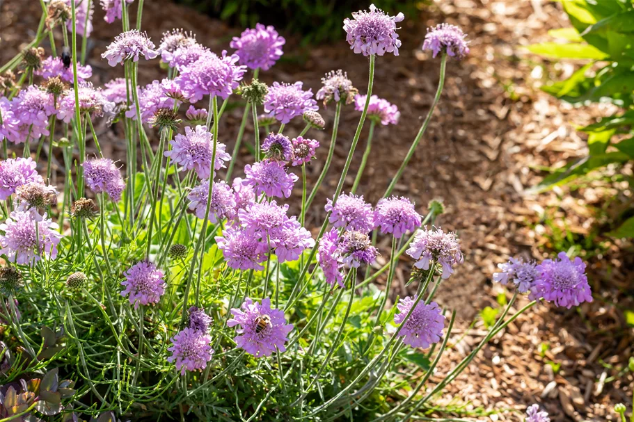 Scabiosa columbaria 'Pink Mist'