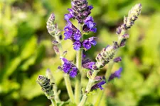 Salvia nemorosa 'Marcus'®