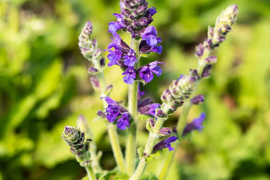 Salvia nemorosa 'Marcus'®