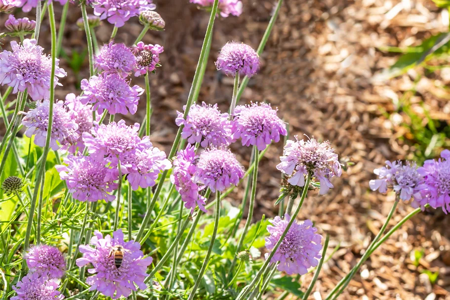 Scabiosa columbaria 'Pink Mist'