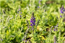 Salvia nemorosa 'Marcus'®