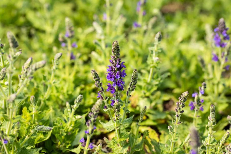 Salvia nemorosa 'Marcus'®