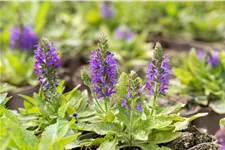 Salvia nemorosa 'Marcus'®