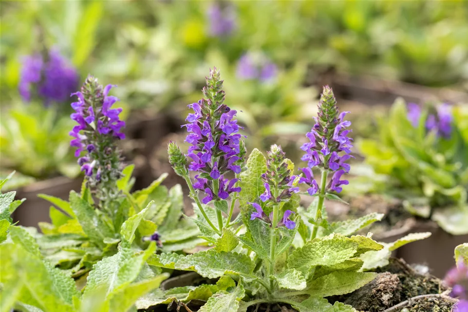 Salvia nemorosa 'Marcus'®