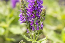Salvia nemorosa 'Marcus'®