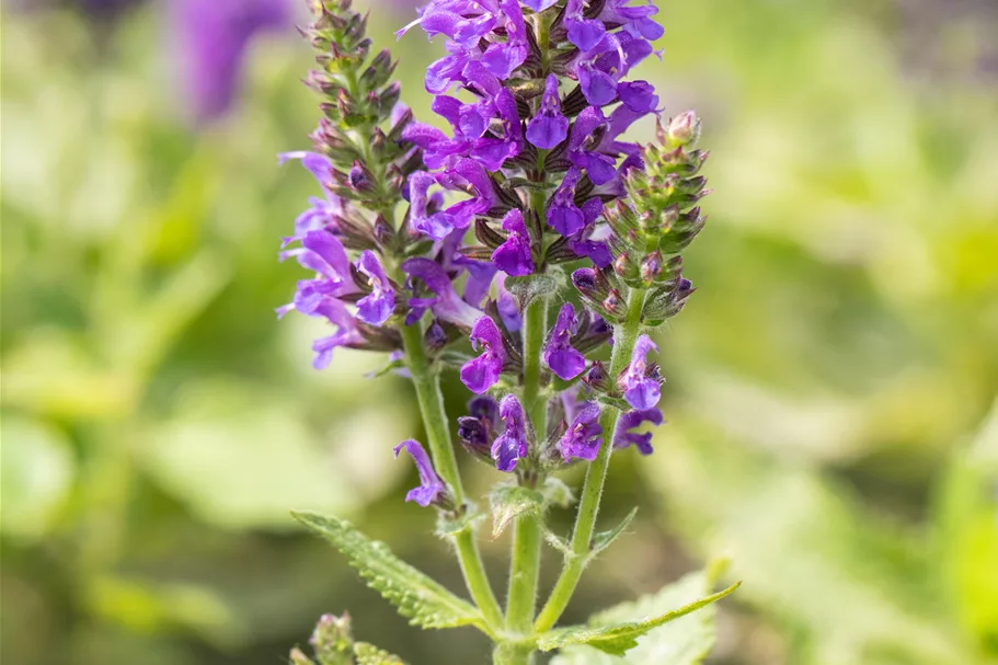 Salvia nemorosa 'Marcus'®