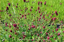Sanguisorba officinalis 'Red Thunder'