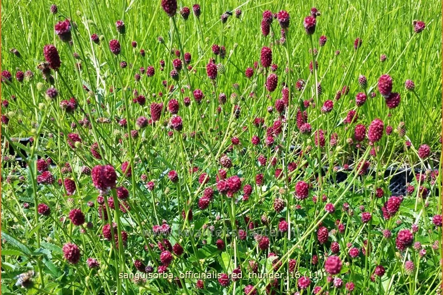 Sanguisorba officinalis 'Red Thunder'