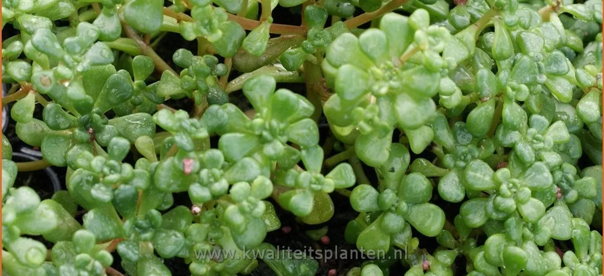 Sedum oreganum