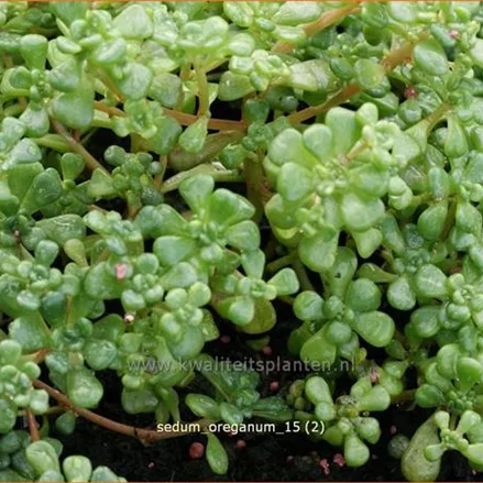 Sedum oreganum