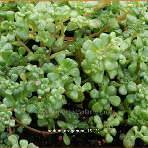 Sedum oreganum