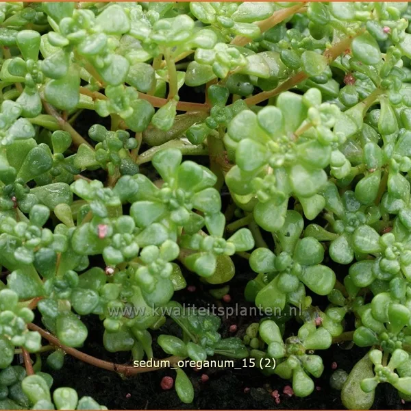 Sedum oreganum