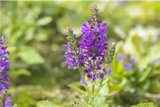 Salvia nemorosa 'Marcus'®