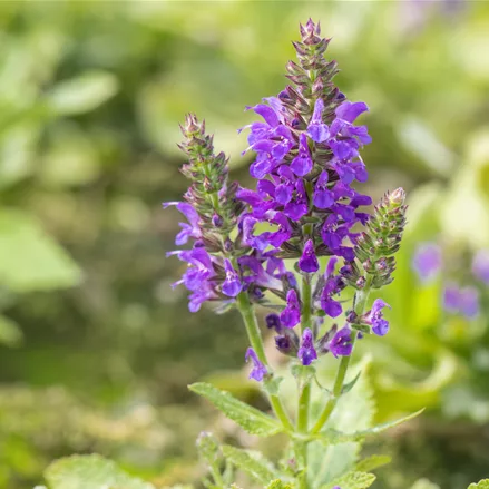 Salvia nemorosa 'Marcus'®