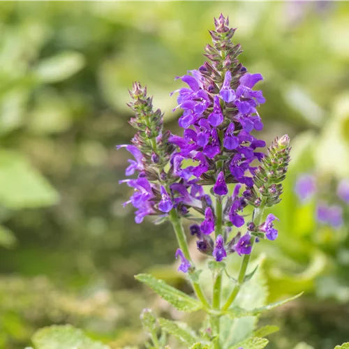Salvia nemorosa 'Marcus'®