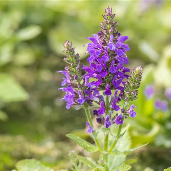Salvia nemorosa 'Marcus'®