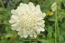 Scabiosa ochroleuca