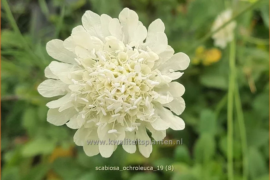 Scabiosa ochroleuca