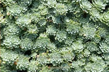 Sedum pachyclados