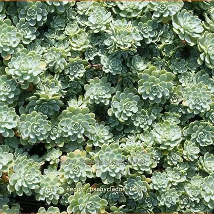 Sedum pachyclados