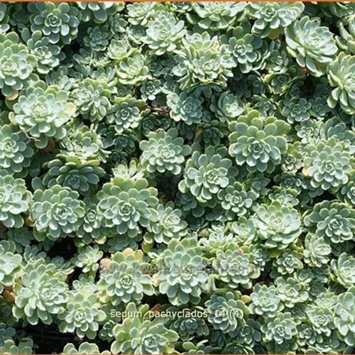 Sedum pachyclados