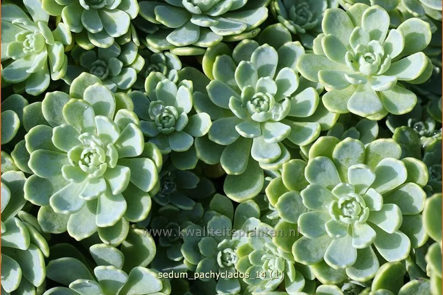Sedum pachyclados