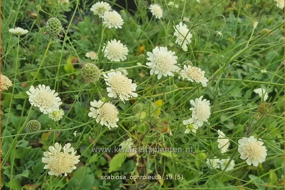 Scabiosa ochroleuca