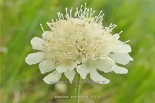 Scabiosa ochroleuca