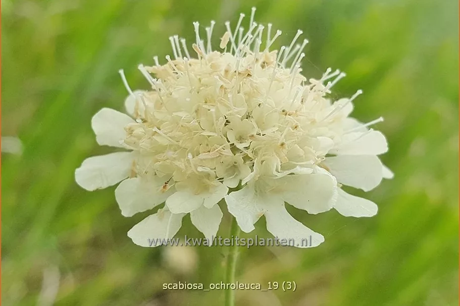 Scabiosa ochroleuca